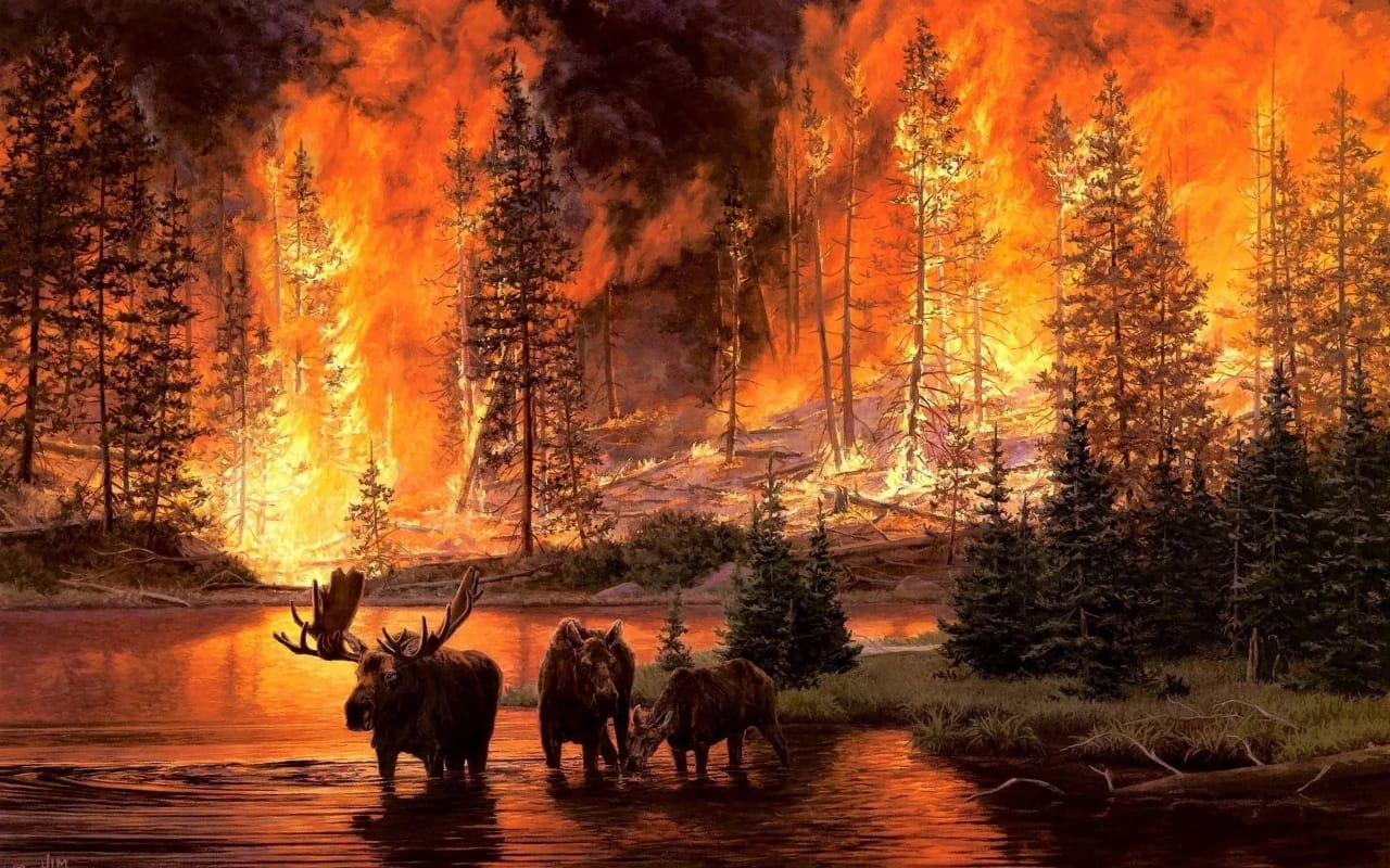 О профилактике лесных пожаров.